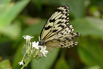 fleur et papillon