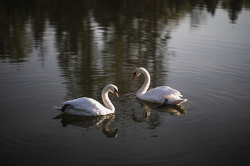 two white swans swim on the pond
