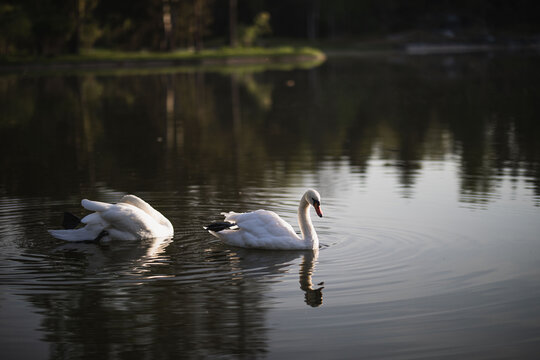 two white swans swim on the pond
