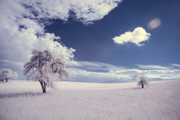 infrared photography - ir photo of landscape with tree under sky with clouds - the art of our world...
