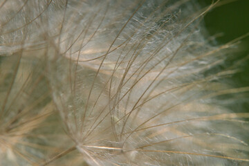 a Close-up of dandelion seed in summertime