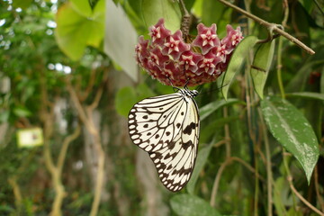 fleur et papillon