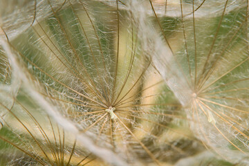 a Close-up of dandelion seed in summertime