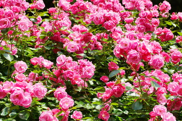 日本の植物園に咲くピンク色のバラ
