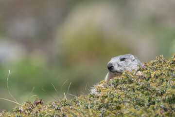 Portrait of isolated Marmot (Marmota marmota)