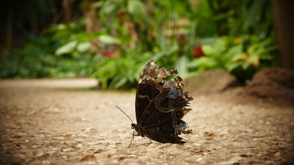 papillon marron © Carole
