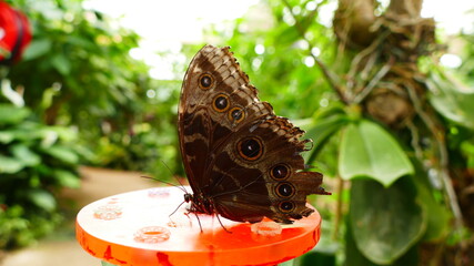 papillon