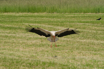 The moment of the landing of a stork in a green field in the countryside