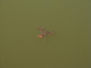 Common Skittering Frog, Latin Name - Euphlyctis Cyanophyctis. Single Samll Frog Swimming in the Green Pond Water. Warm Sunny Day. Indian Frog. 