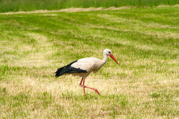 Obraz na płótnie Canvas a beautiful white stork searches for food in the grass
