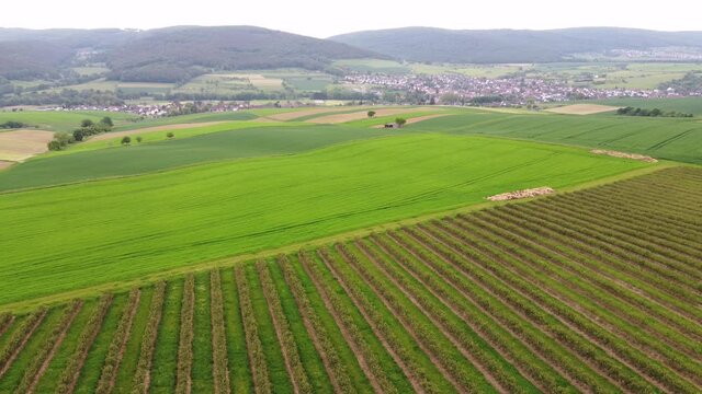 Drohnenaufnahme, Aronia-Plantage, Agrar-Landschaft im Spessart
