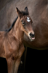 Close-up of a small brown foal (thoroughbred Trakehner horse) sticking out tongue with mare in the background.