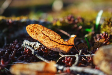 Old dry linden seed lying on ground on red succulent and dry leaves