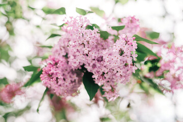Spring lilac branches with violet flowers against light sky.