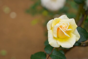 日本の植物園に咲く白や黄色のバラ