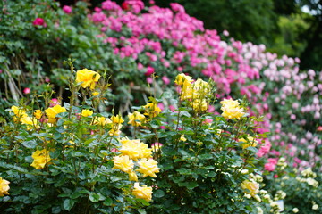 Fototapeta na wymiar 日本の植物園に咲く白や黄色のバラ