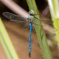 close up of a dragonfly