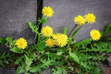 Yellow dandelions with green leaves growing near wall - obrazy, fototapety, plakaty