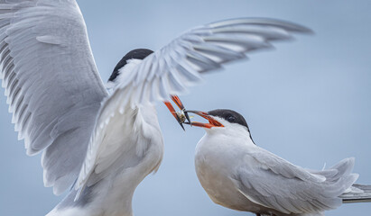 Common Terns