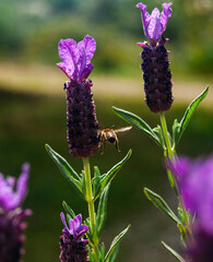 Bee on French Lavender flowers