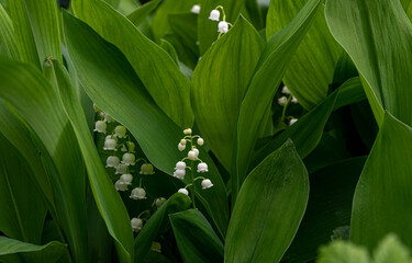 Spring blooming lily of the valley, Convallaria majalis 