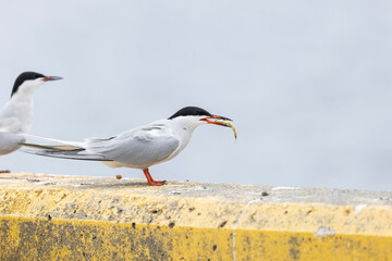 Common Terns