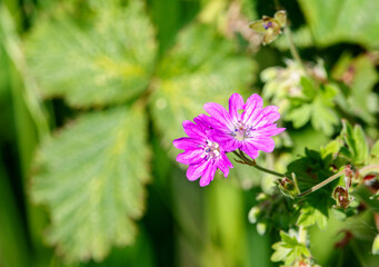 wild Red Campion (Silene dioica) growing in unspoilt UK woodland