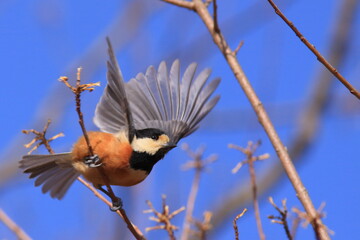 migratory bird 森林植物園での野鳥ヤマガラを撮影