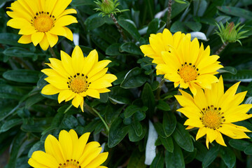 Obraz premium Beautifully blooming Gazania close-up