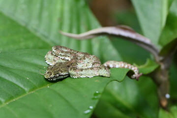 Snake in Costa Rica