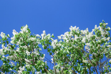 White blooming lilacs on blue sky background on sunny spring day