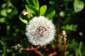 White fluffy dandelion head on green leaves background