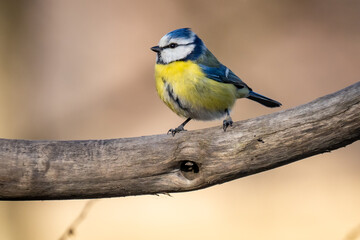 Close-up Of Blue Tit Perching On Branch
