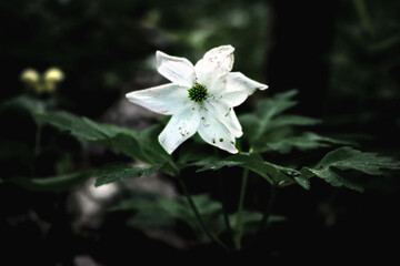 White six petal Anemone flower with leaves in dark environment dark photography