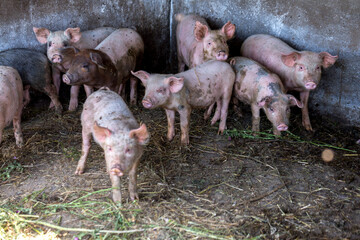 Dirty piglets grazing on a pig farm. Natural organic pig breeding. Farming. Stockbreeding.