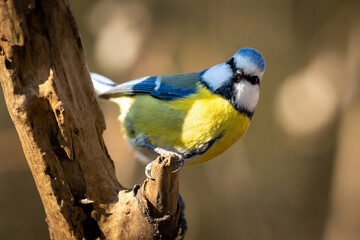 Eurasian blue tit sitting on a branch at sunset