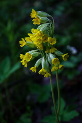 Bunch of yellow little flowers on stem on dark blurred background