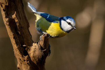 Eurasian blue tit sitting on a branch at sunset