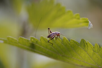 Grashüpfer Insekten kleiner little hopper grass grasshopper 