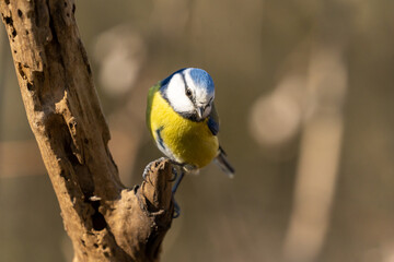 Eurasian blue tit sitting on a branch at sunset