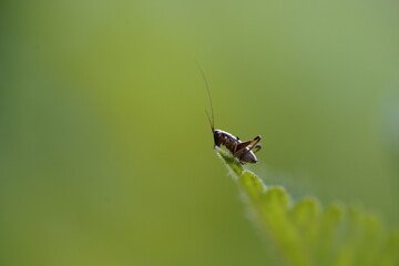 Grashüpfer Insekten kleiner little hopper grass grasshopper 