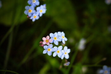 Forget me not blue tiny flowers with one pink standing out on dark blurred background