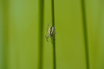 Spinne Netz grüne krabbeln Wiese Insekten