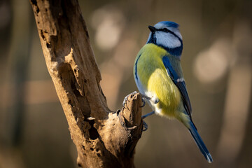 Eurasian blue tit sitting on a branch at sunset