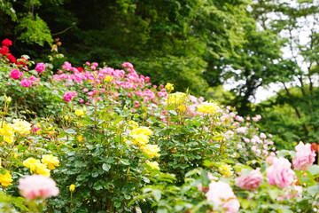 日本の植物園に咲く色とりどりのバラ
