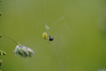Spinne Netz grüne krabbeln Wiese Insekten