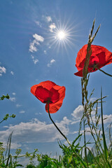 the view towards the sun with beautiful red poppies, grasses and beautiful sun star