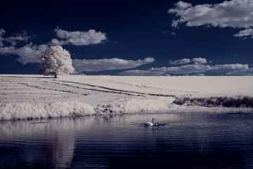 infrared photography - ir photo of landscape with tree under sky with clouds - the art of our world...