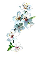 Apricot flowers branch watercolor isolated on white background botanical illustration for all prints. Spring pattern.