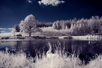 infrared photography - ir photo of landscape with tree under sky with clouds - the art of our world...